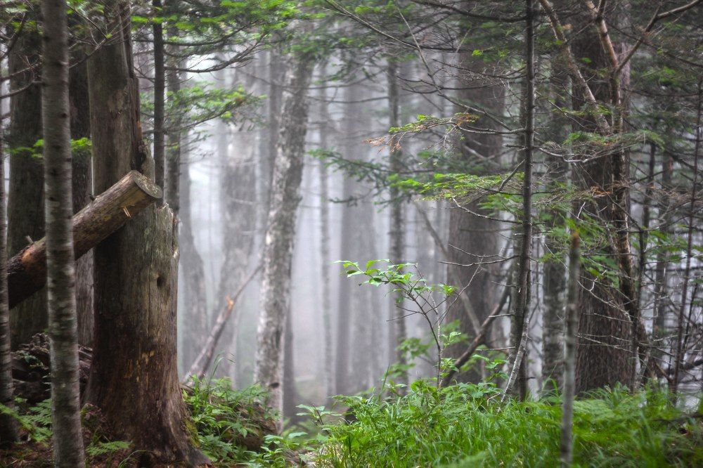 Лес горы Фалаза