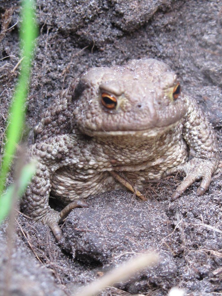 не царевна- но лягушка...
