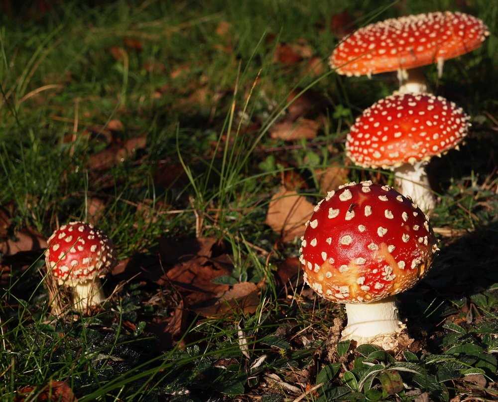 Фотография автора Jerzy Hermanowicz