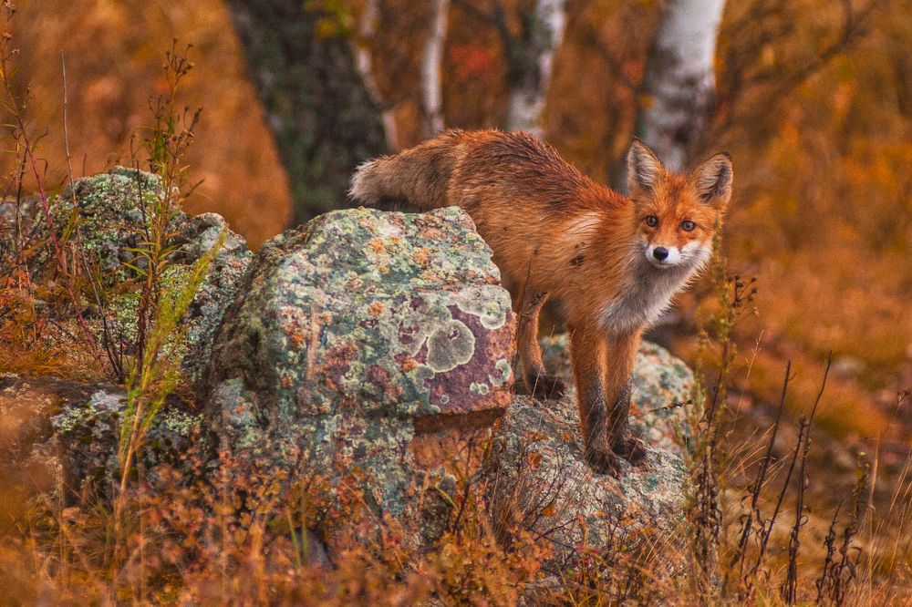 Любопытный