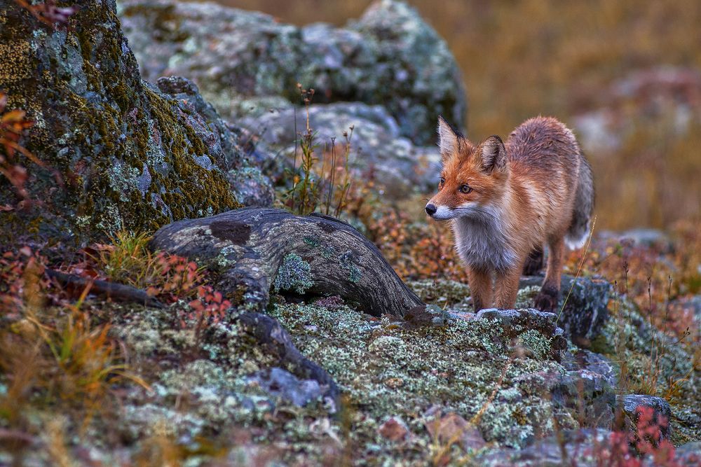 Photograph by Ruslan