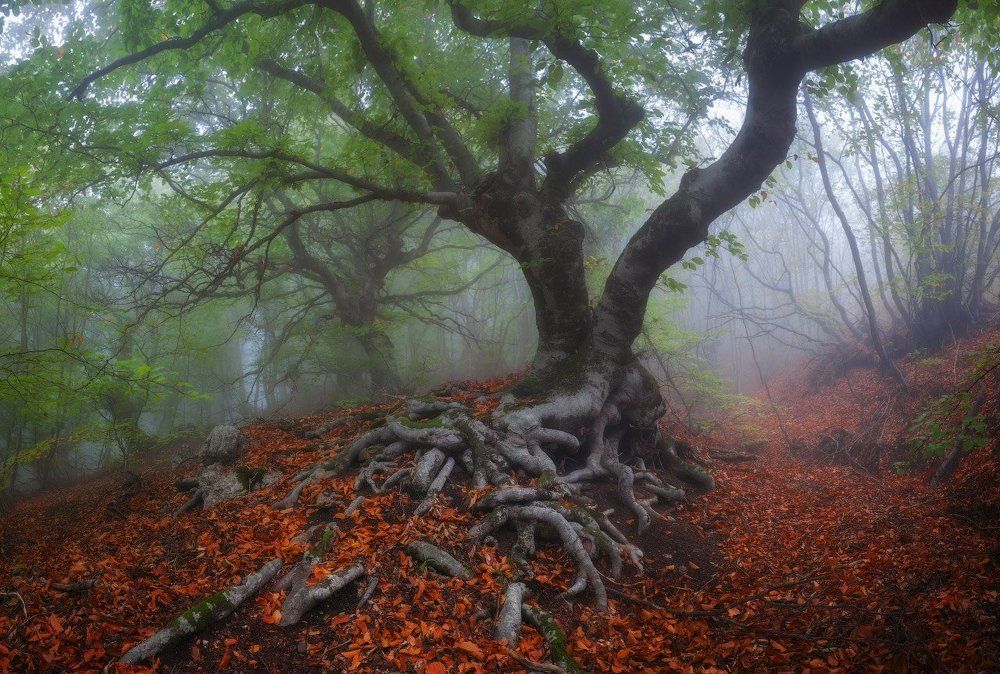 В тумане леса