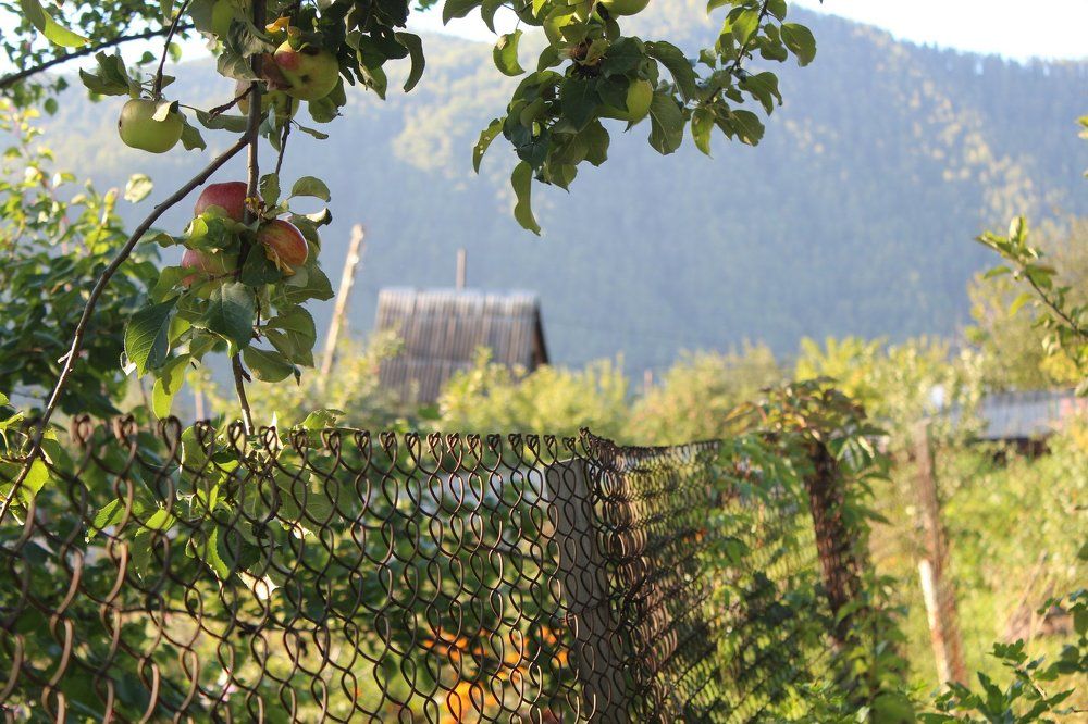 Яблоневое утро