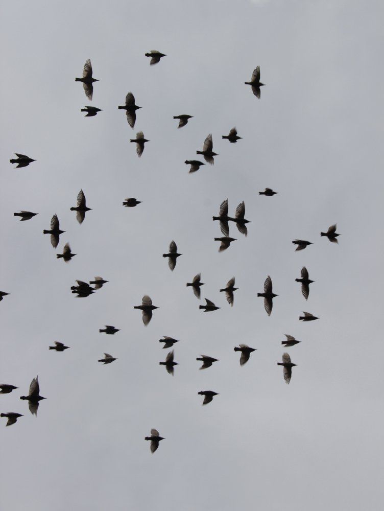 Полёт птиц