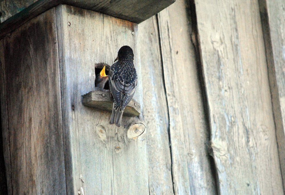 Семейство по соседству