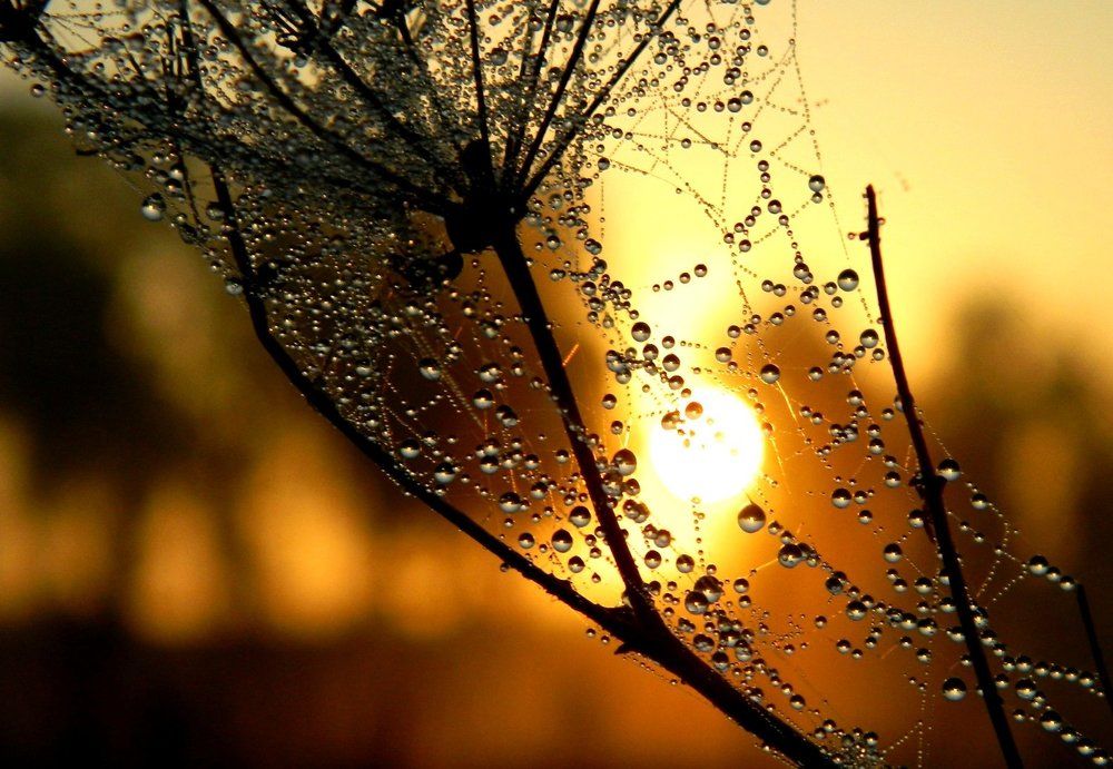 "росные солнечные шарики"..)