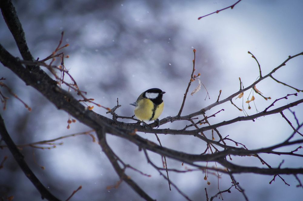 Птичка - невеличка