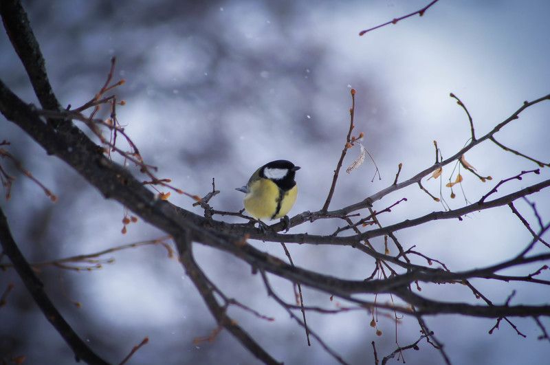 Альберт, Russia