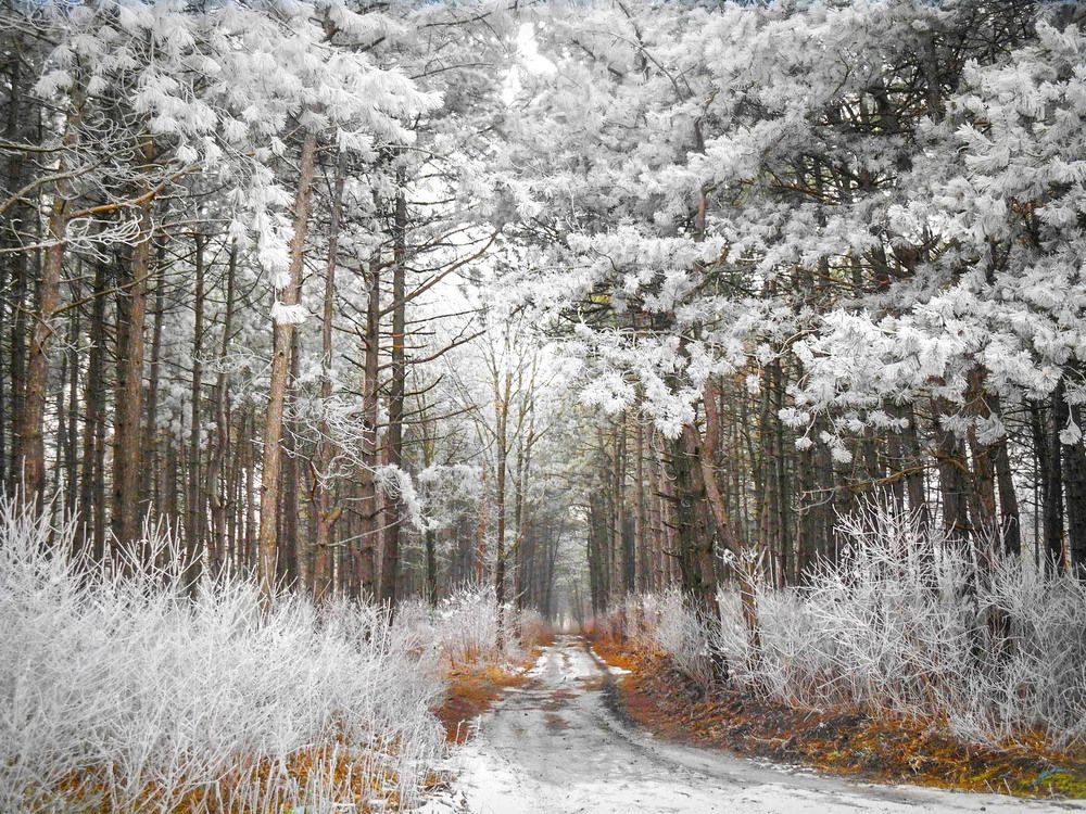 Сосновый бор