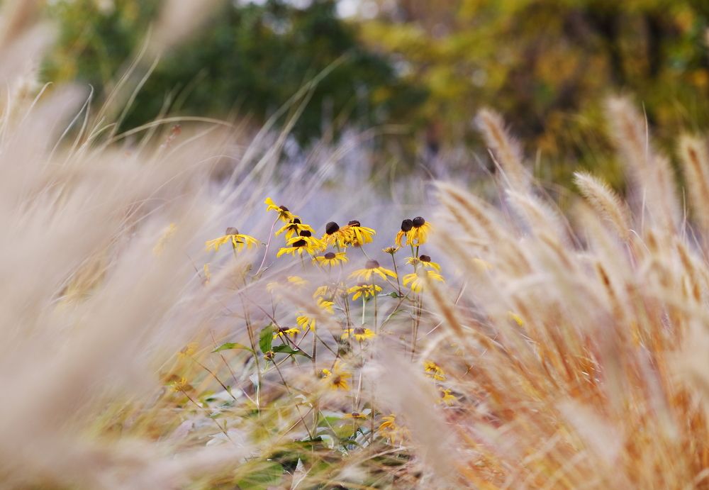 осенний цвет