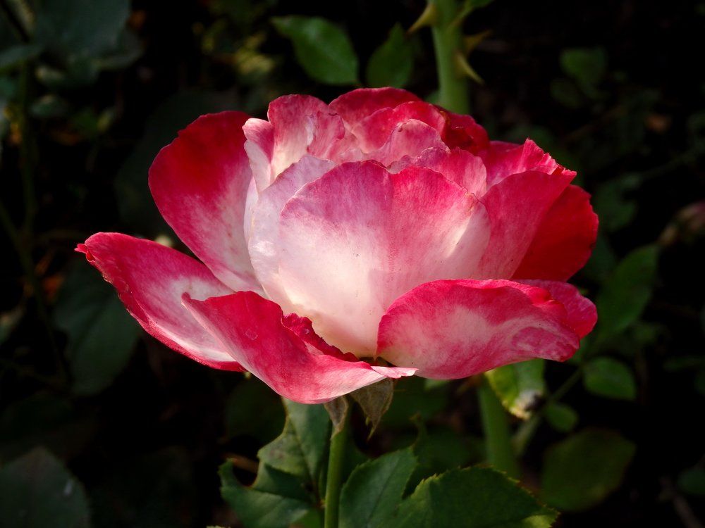 Просто роза