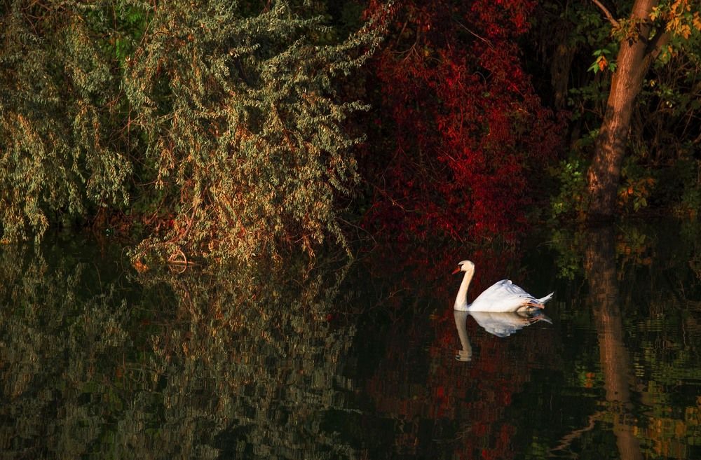 Бархатное ожидание