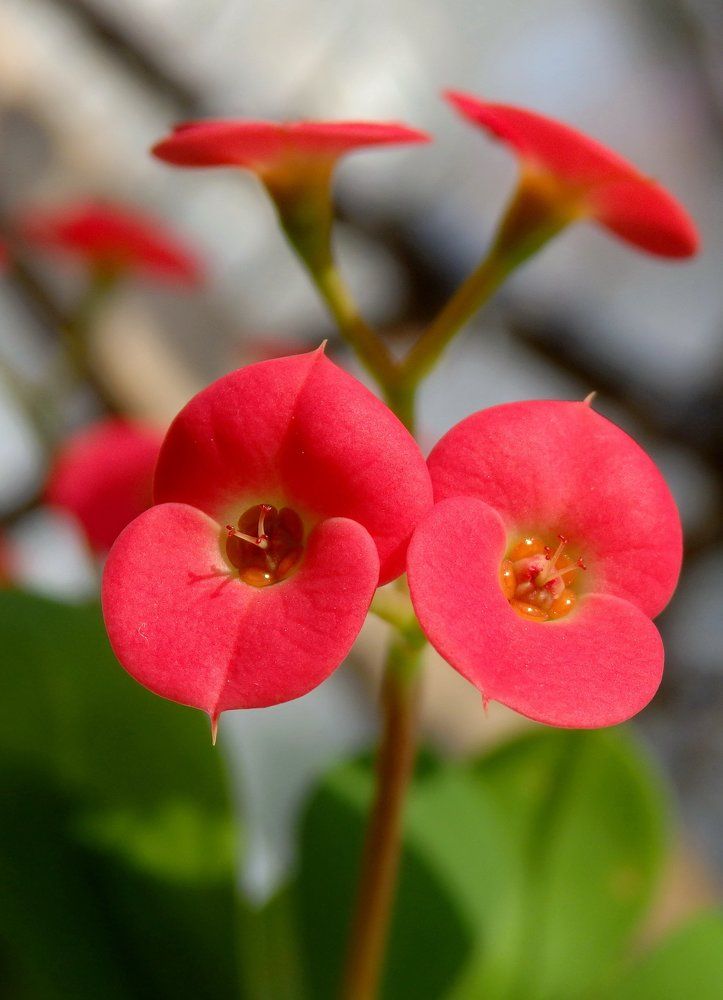 На рабочем подоконнике...