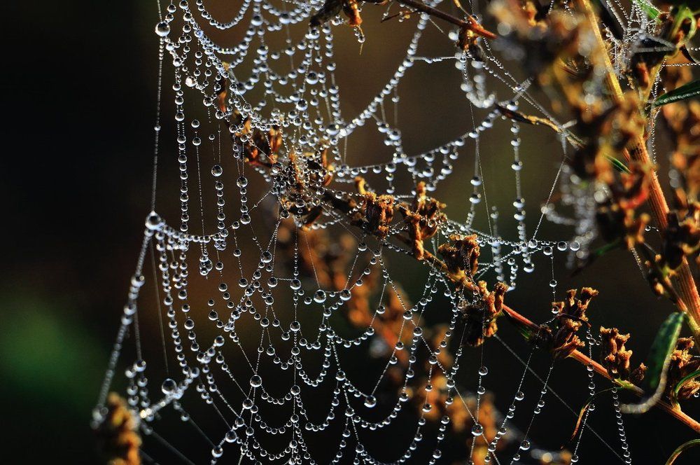 Осенние драгоценности