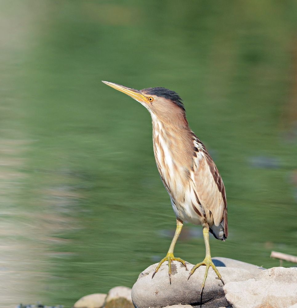 Малая выпь.