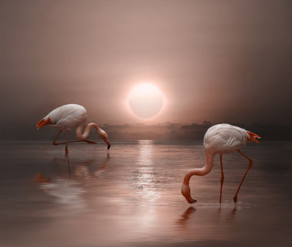 Розовый закат