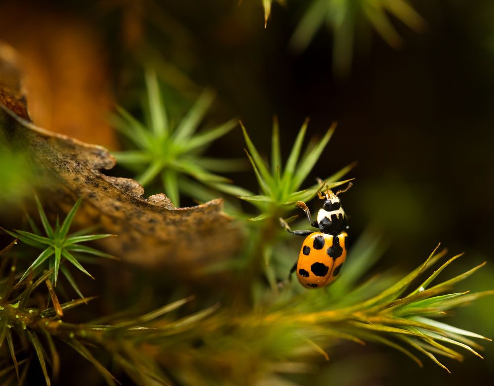 Путешественник