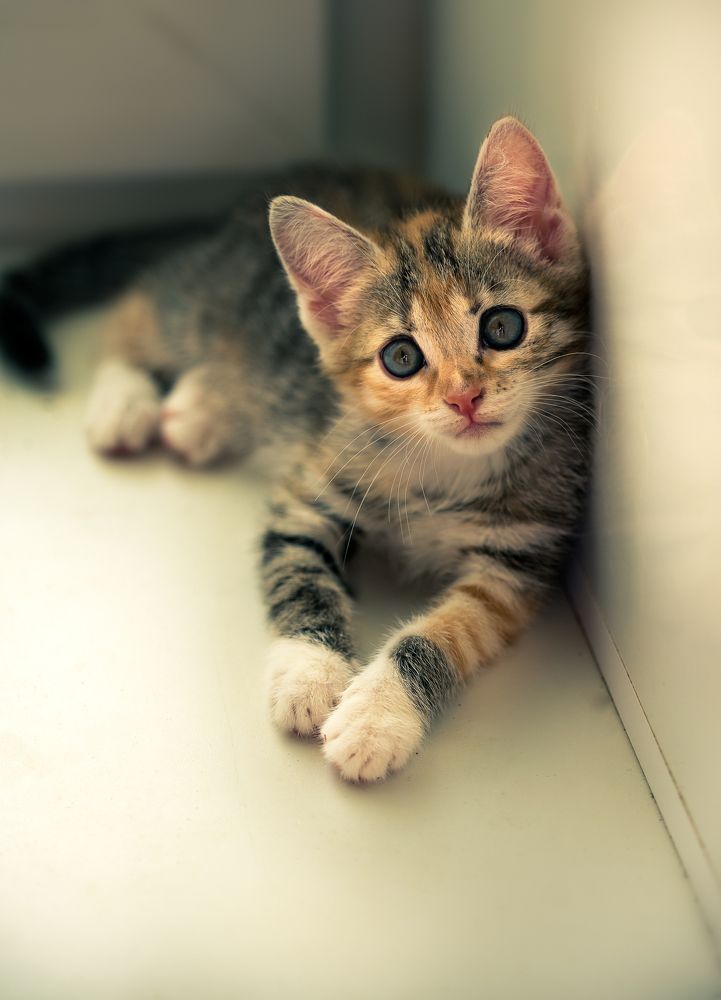 Само любопытство