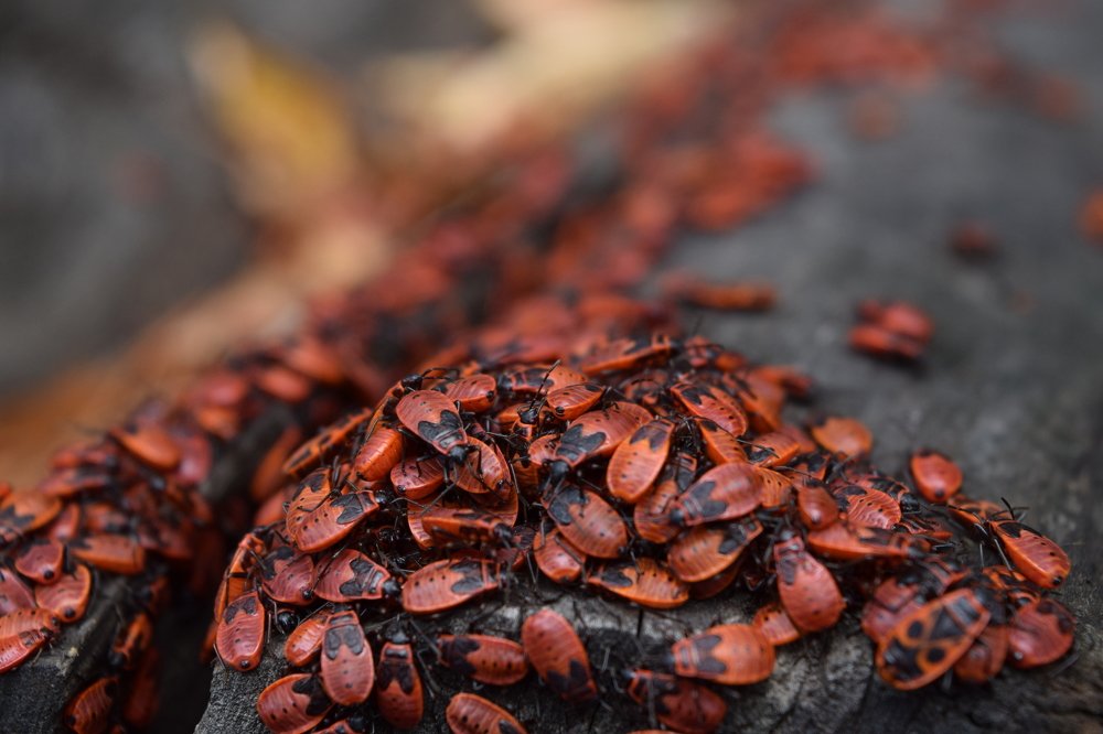 Красные в городе!