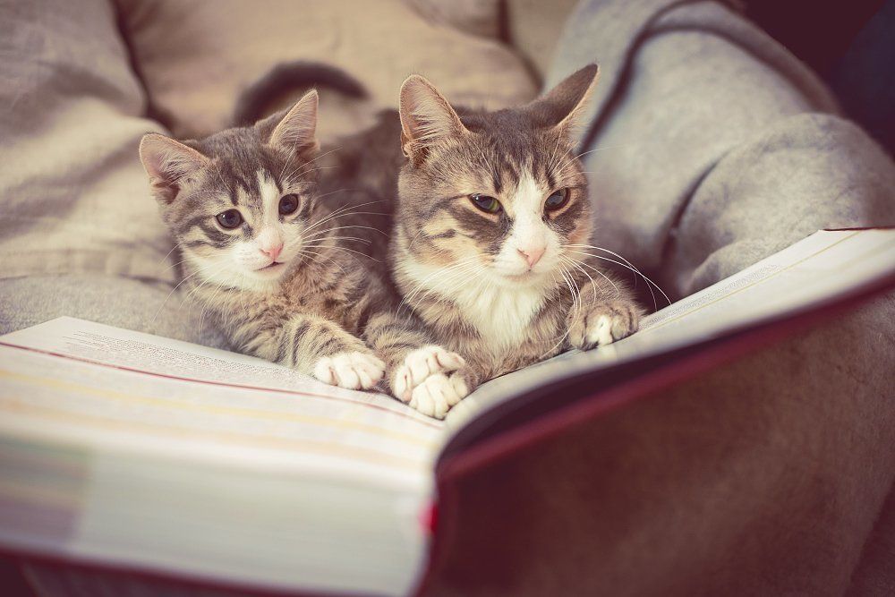 Мать читает сыну книгу