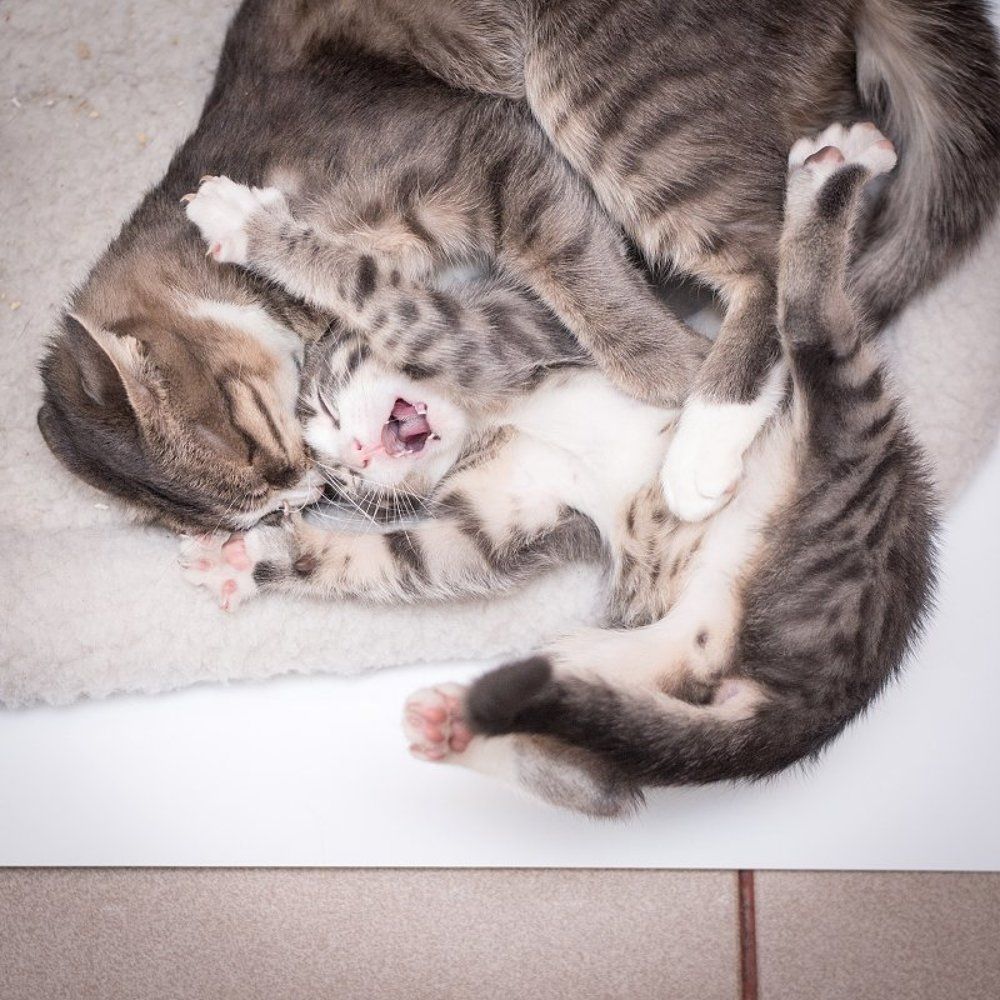 Семейные игрища