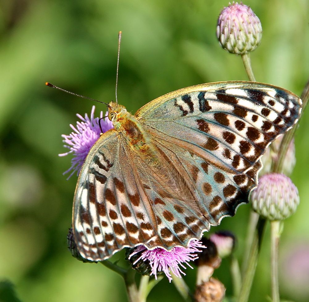 Photograph by Сергей Петров