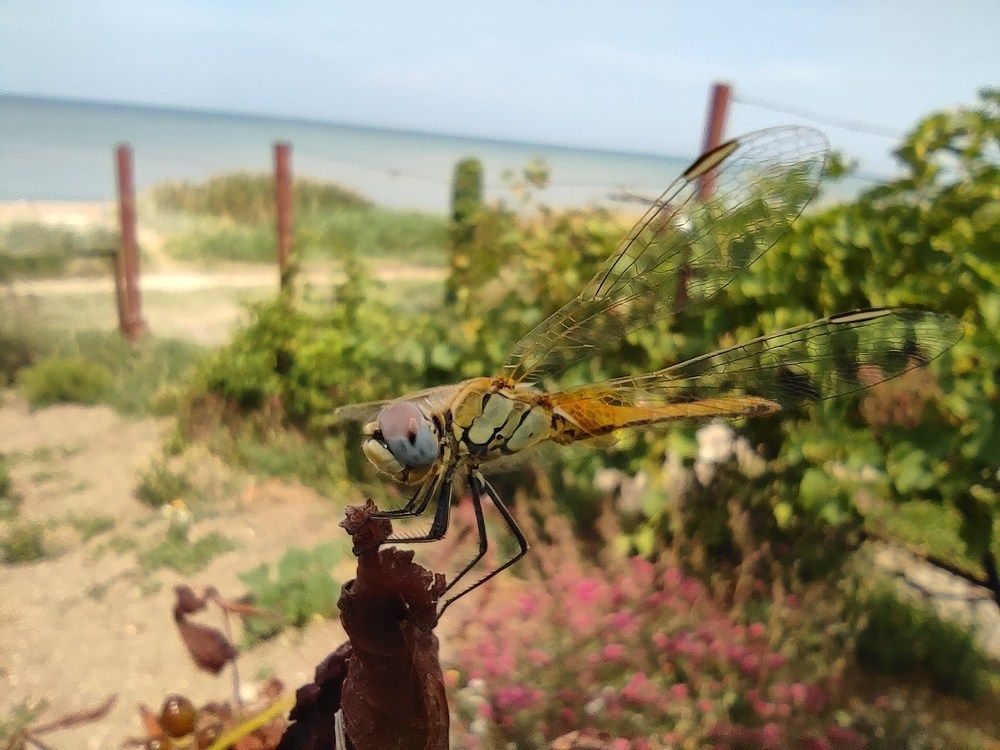 Стрекоза, которая улыбается.