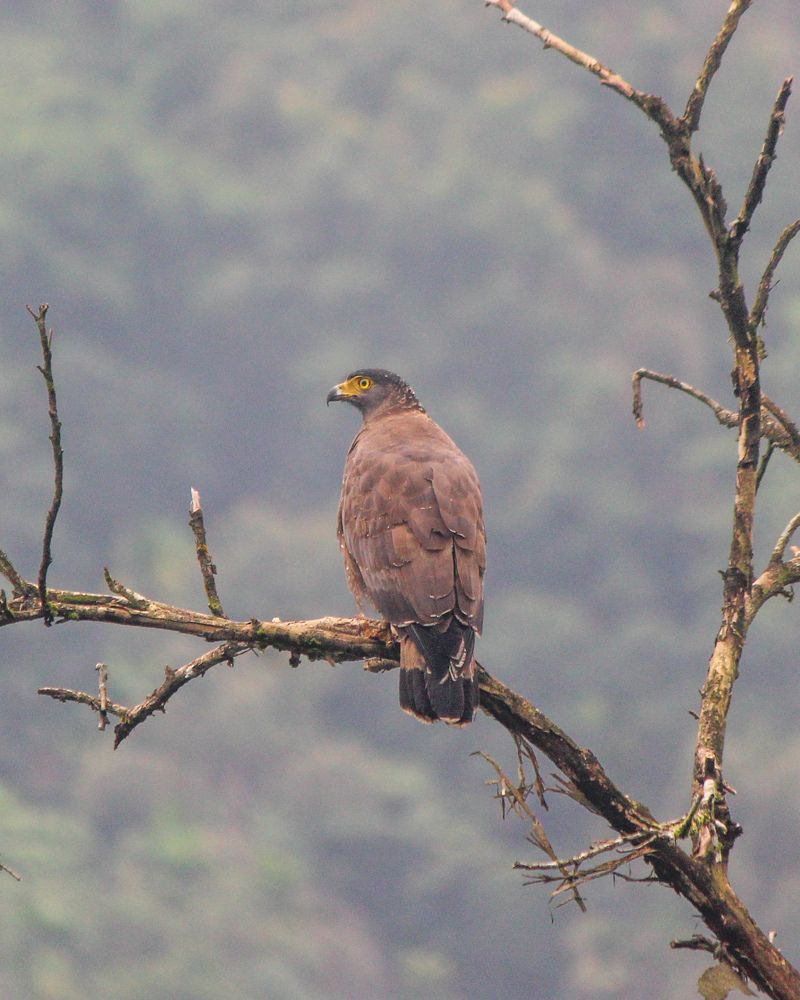 Фотография автора Pallegama Gamage Ruwan Sampath