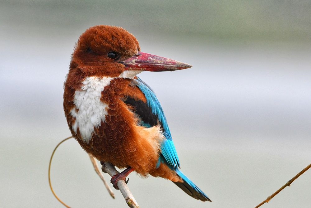 Photograph by SRIMANTA RAY