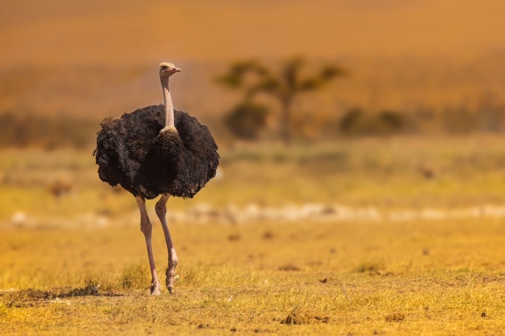 Ostrich