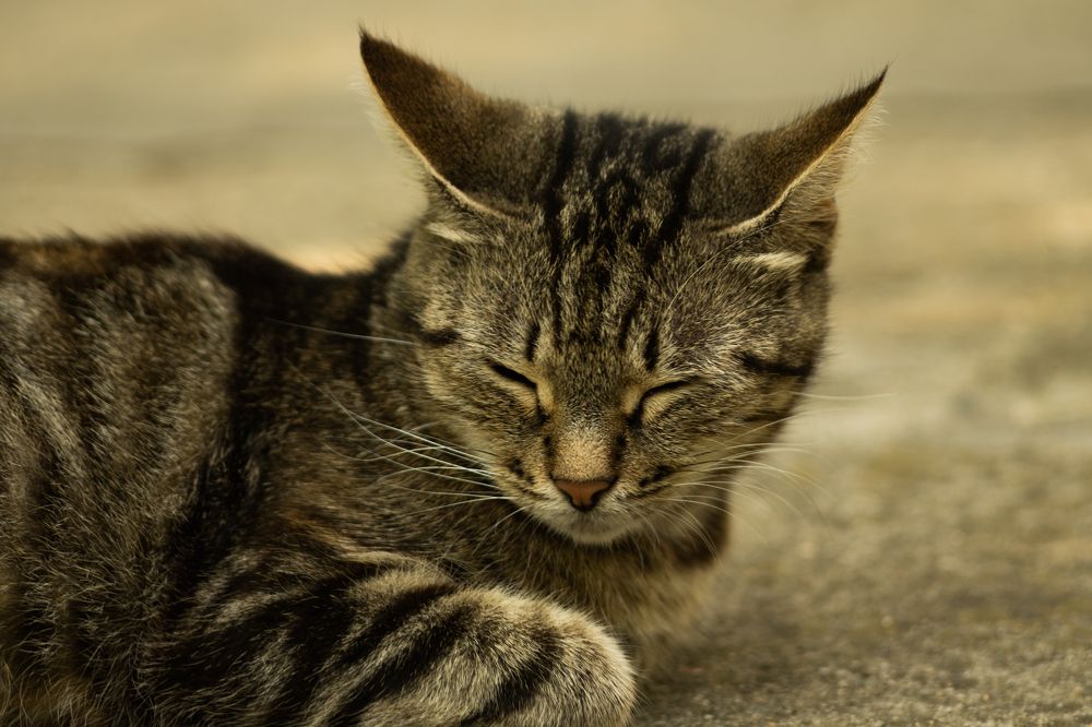 Фотография автора Мария Степина