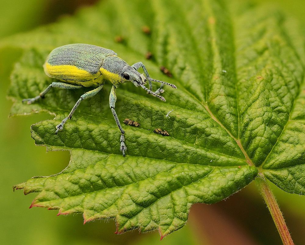 Долгоносик.