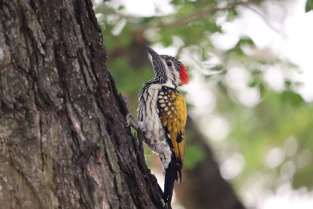 Photograph by Mumtahinah Akter Apon