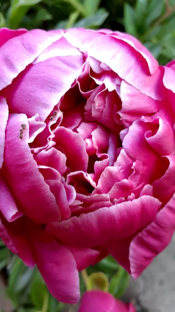 Photograph by Лидия Кротько