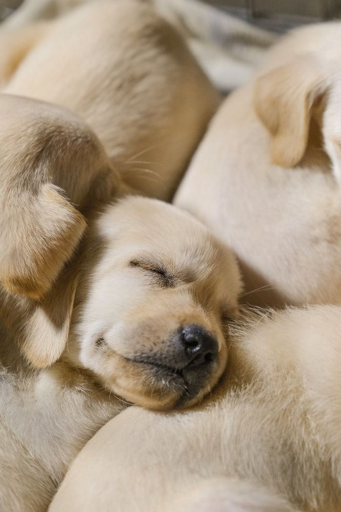 Фотография автора Александр Высоцкий