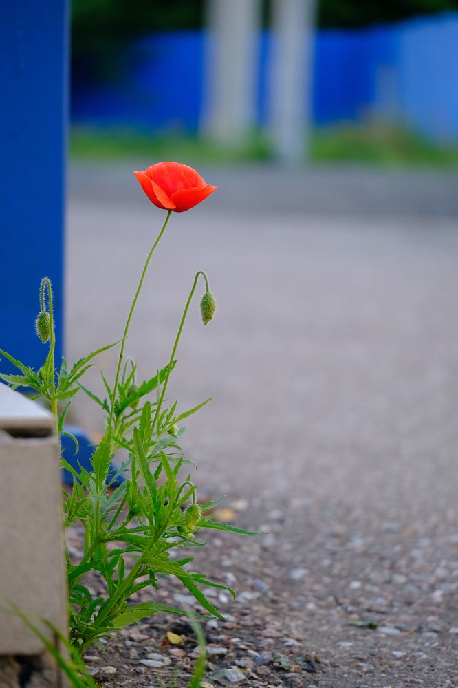 Фотография автора Александр Высоцкий