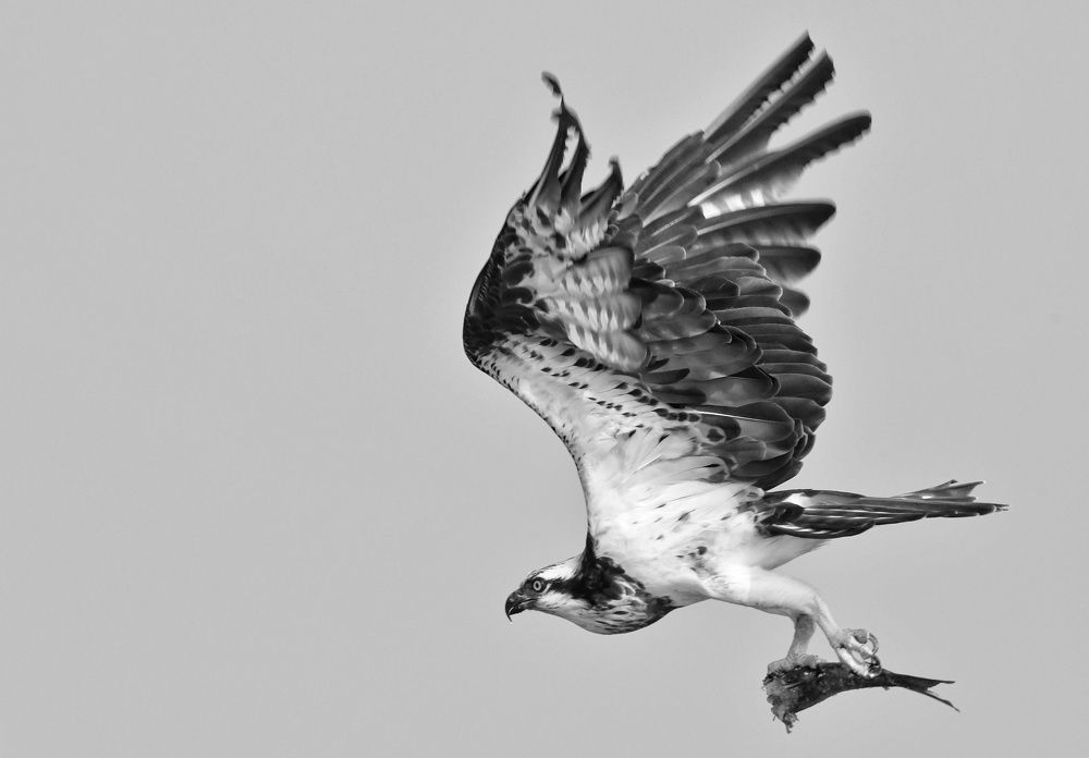 Photograph by SRIMANTA RAY