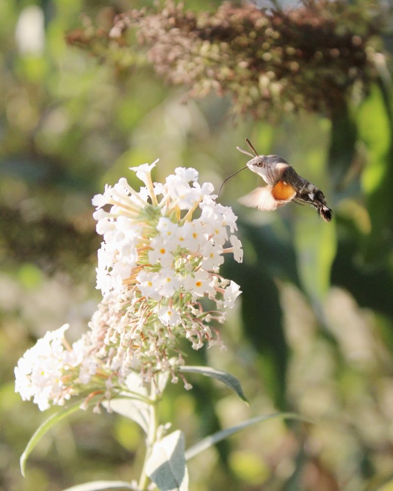 Photograph by Варвара Петросян