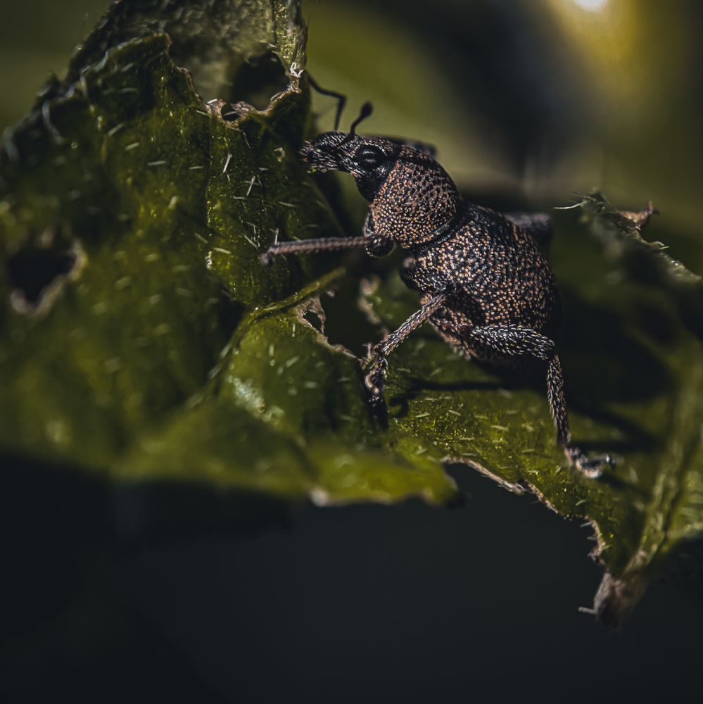 Photograph by Francis Añonuevo