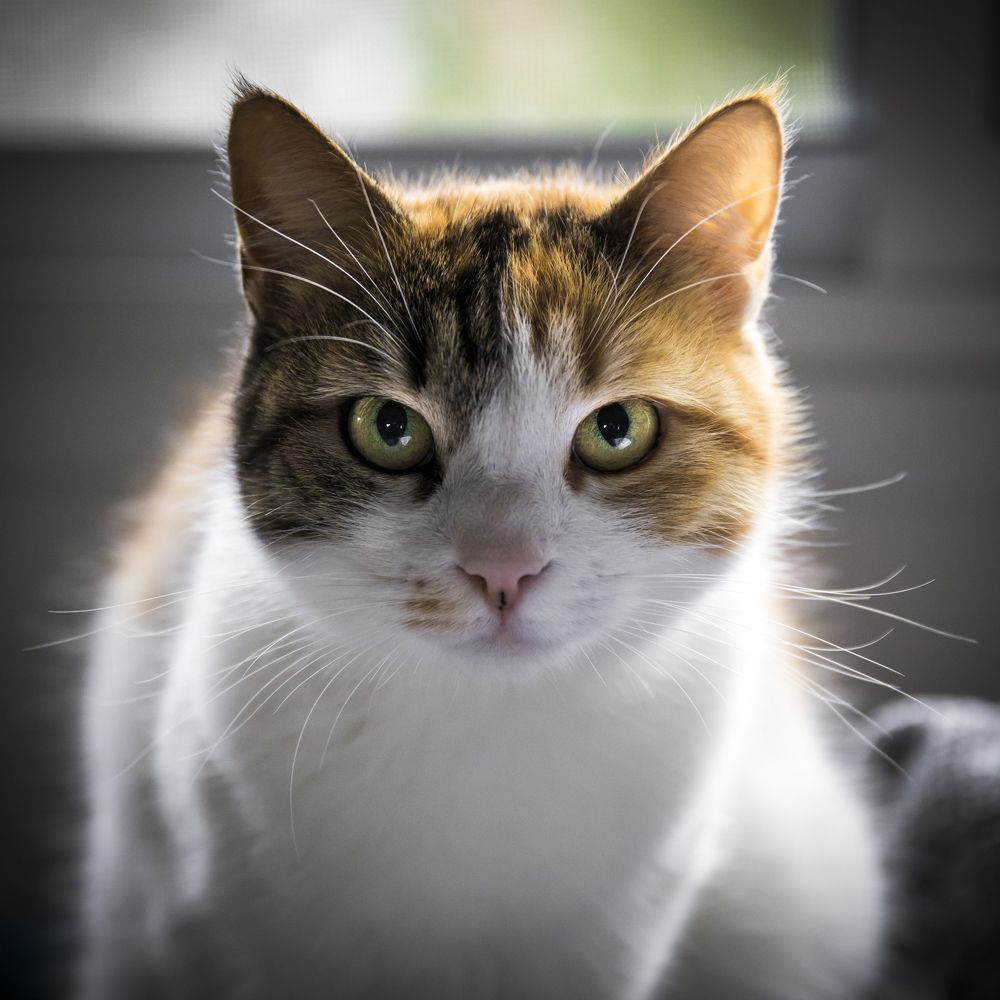 Photograph by Sergey Fomenko