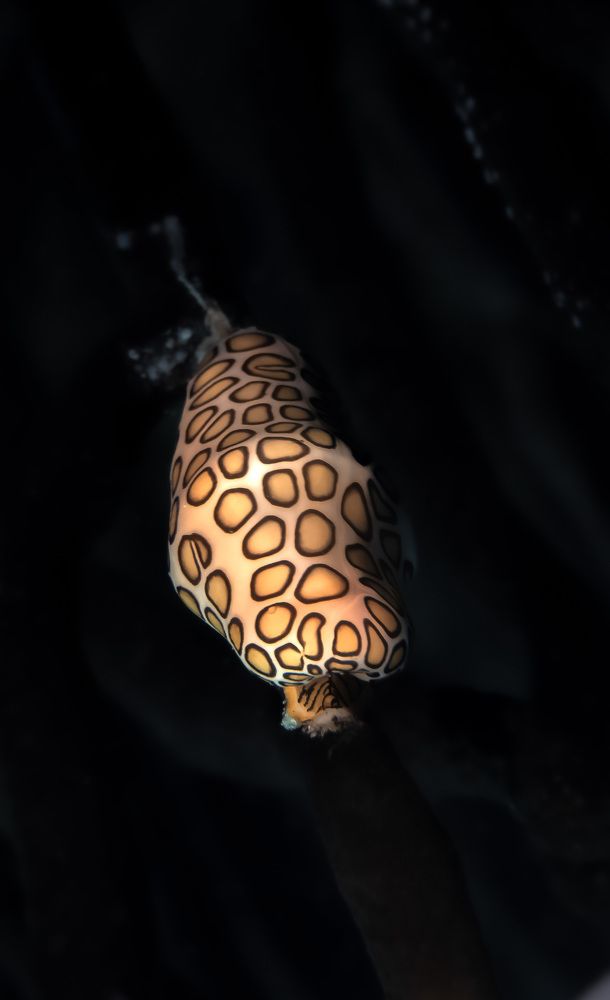 Photograph by JUAN M GUZMÁN