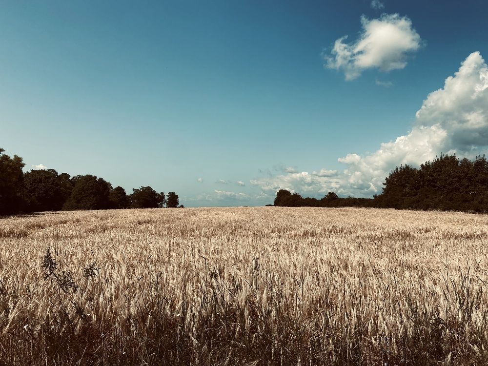 Photograph by Salma Elsherbini