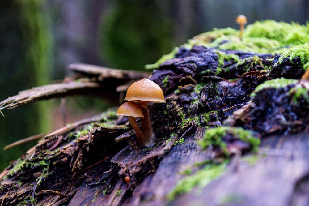 Photograph by Jelena Krsmanović