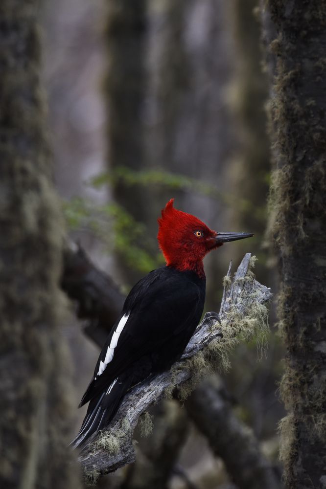 Photograph by SI SABER LOTFI