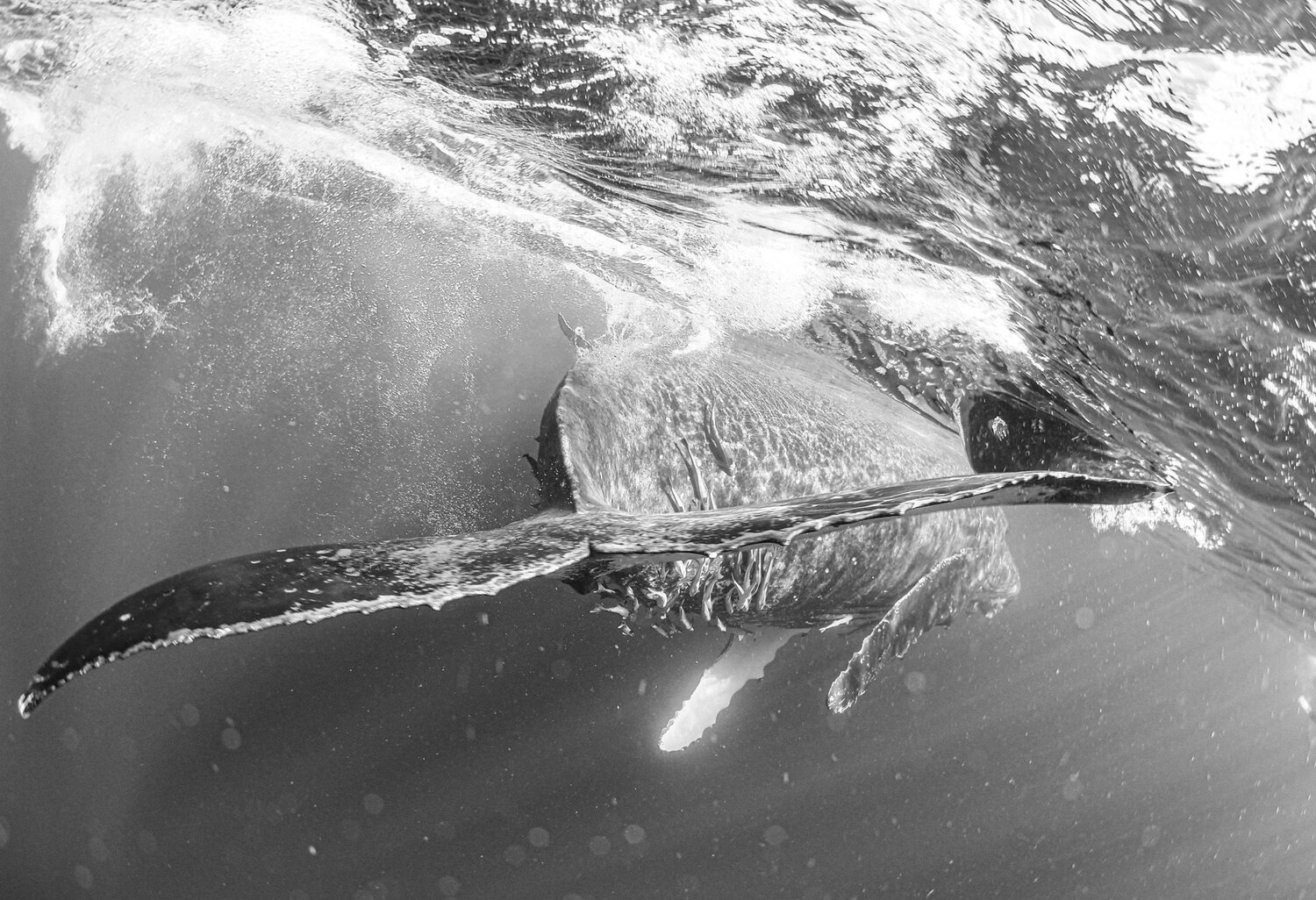 Humpback Whale's Tail Kick