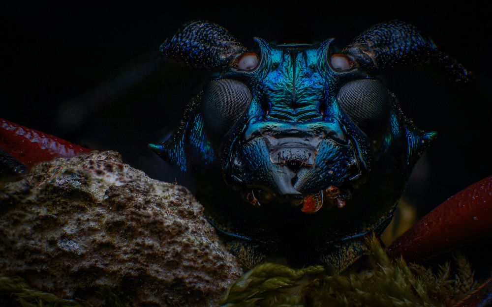 Photograph by Norman Celis