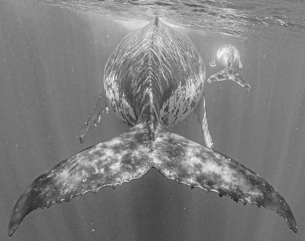 Strongest Bond in the Blue