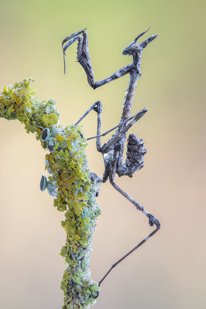 Photograph by Massimo Tamajo