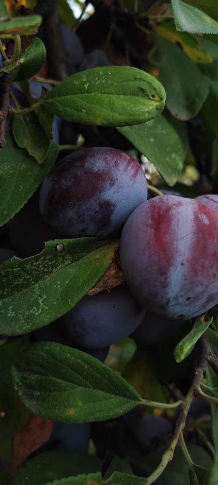 Photograph by Лидия Кротько