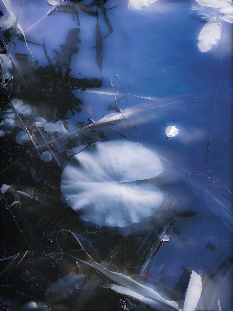 Кувшинка в темных водах